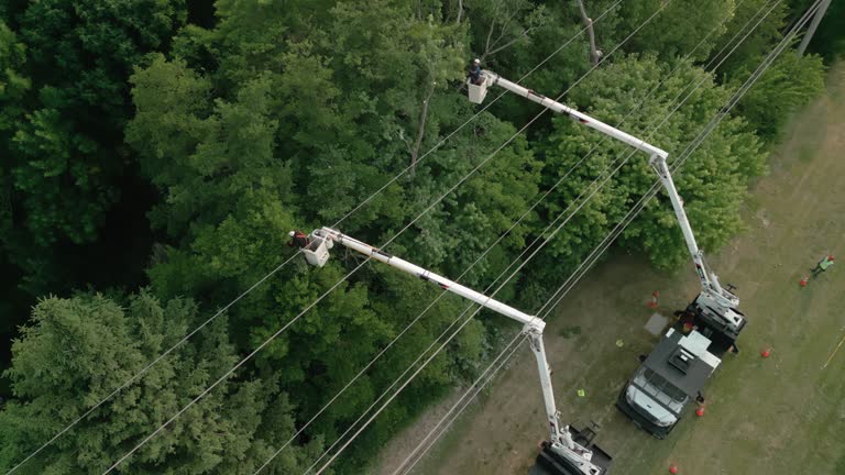 Hydro, OK Tree Removal Company